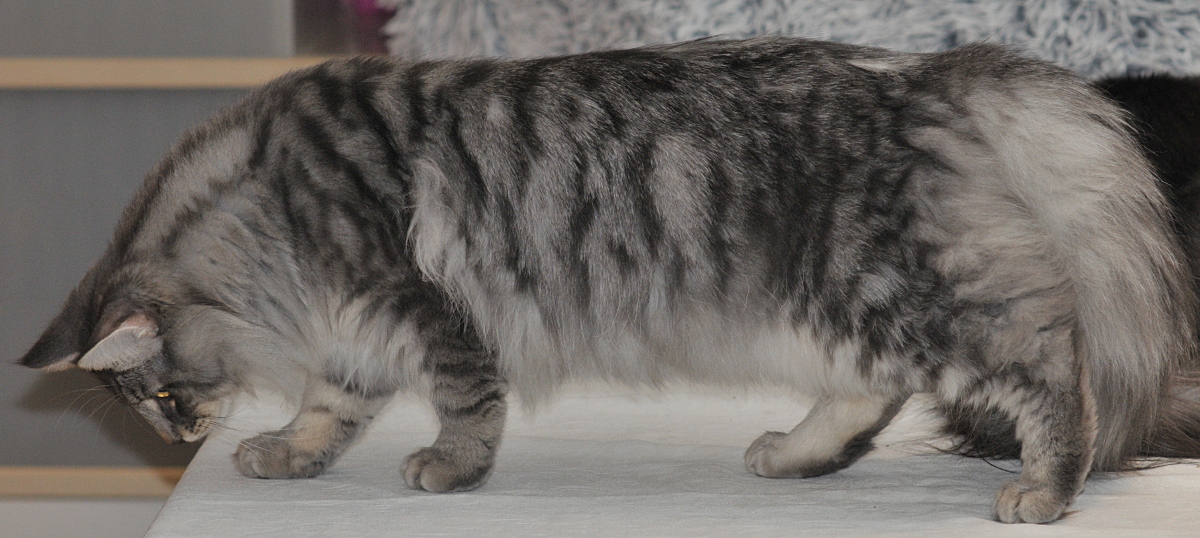 Onirick (Loke), lang katt